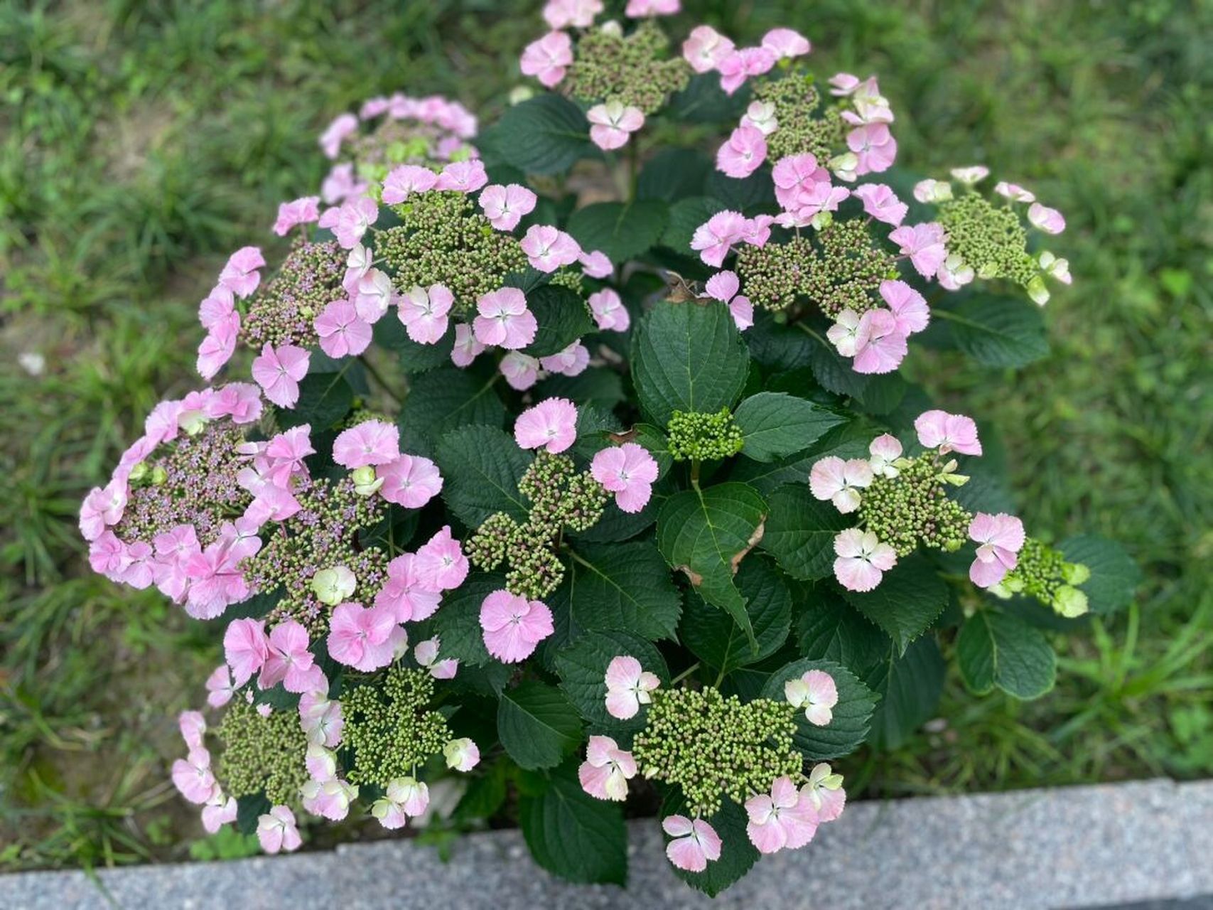 姬小町 不一样的绣球花 看着它从花苞到开到变粉色 成长真的很治愈