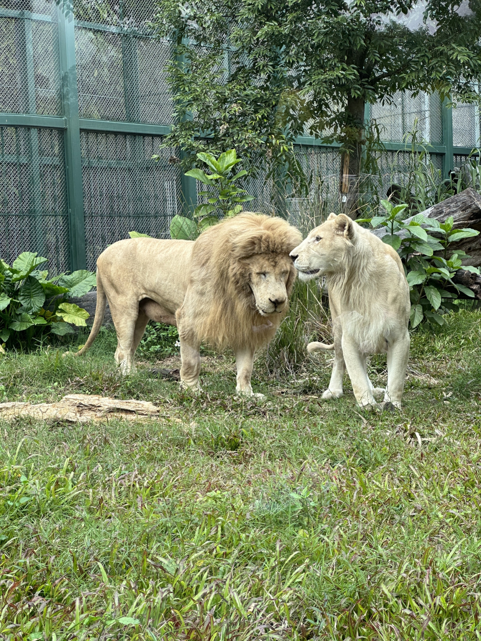 广州动物园网红狮子换发型啦!