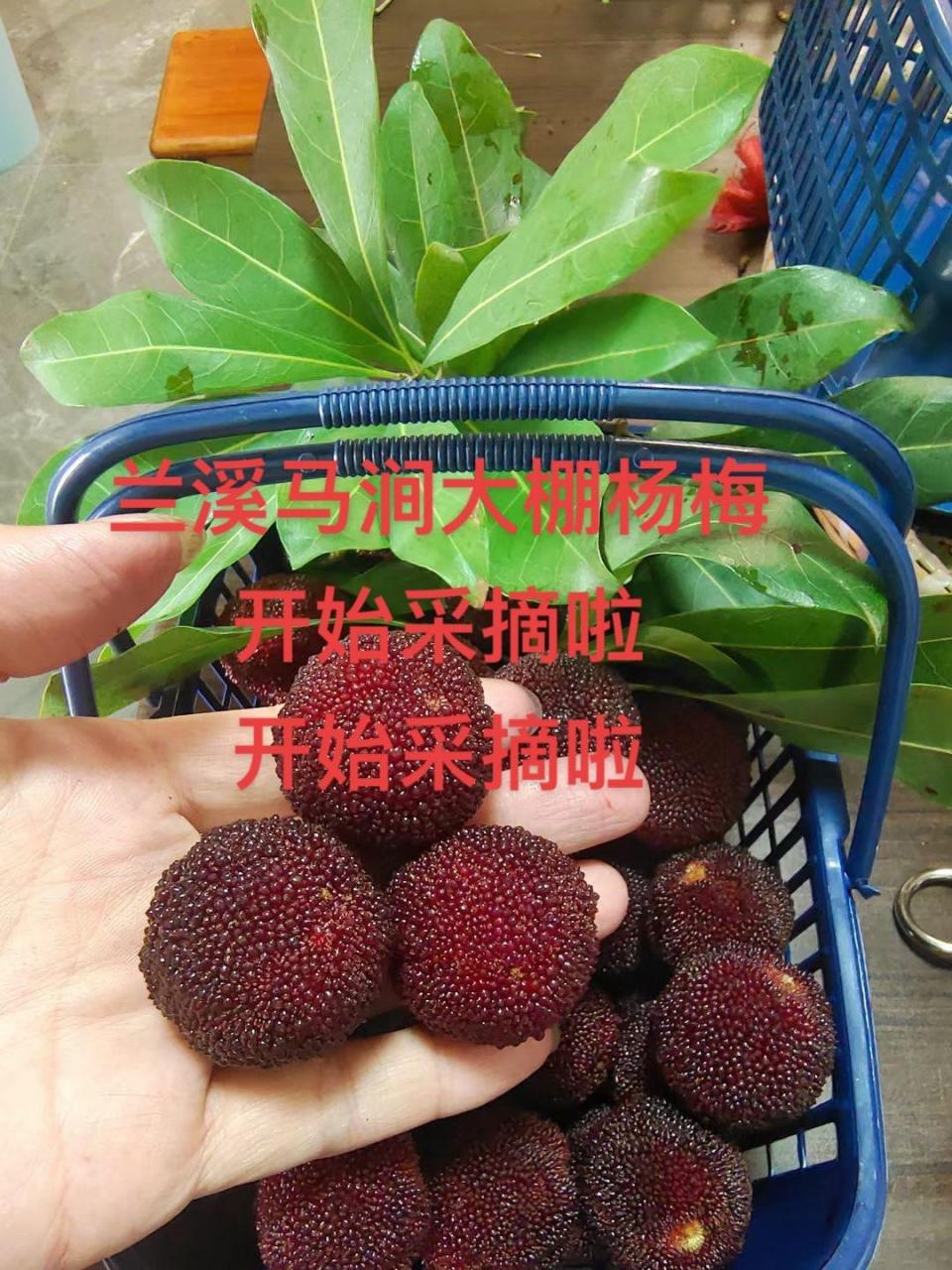 2024年兰溪马涧大棚杨梅上市啦.