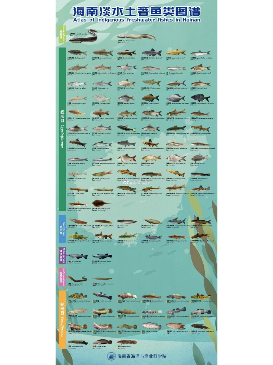 海南淡水鱼图鉴