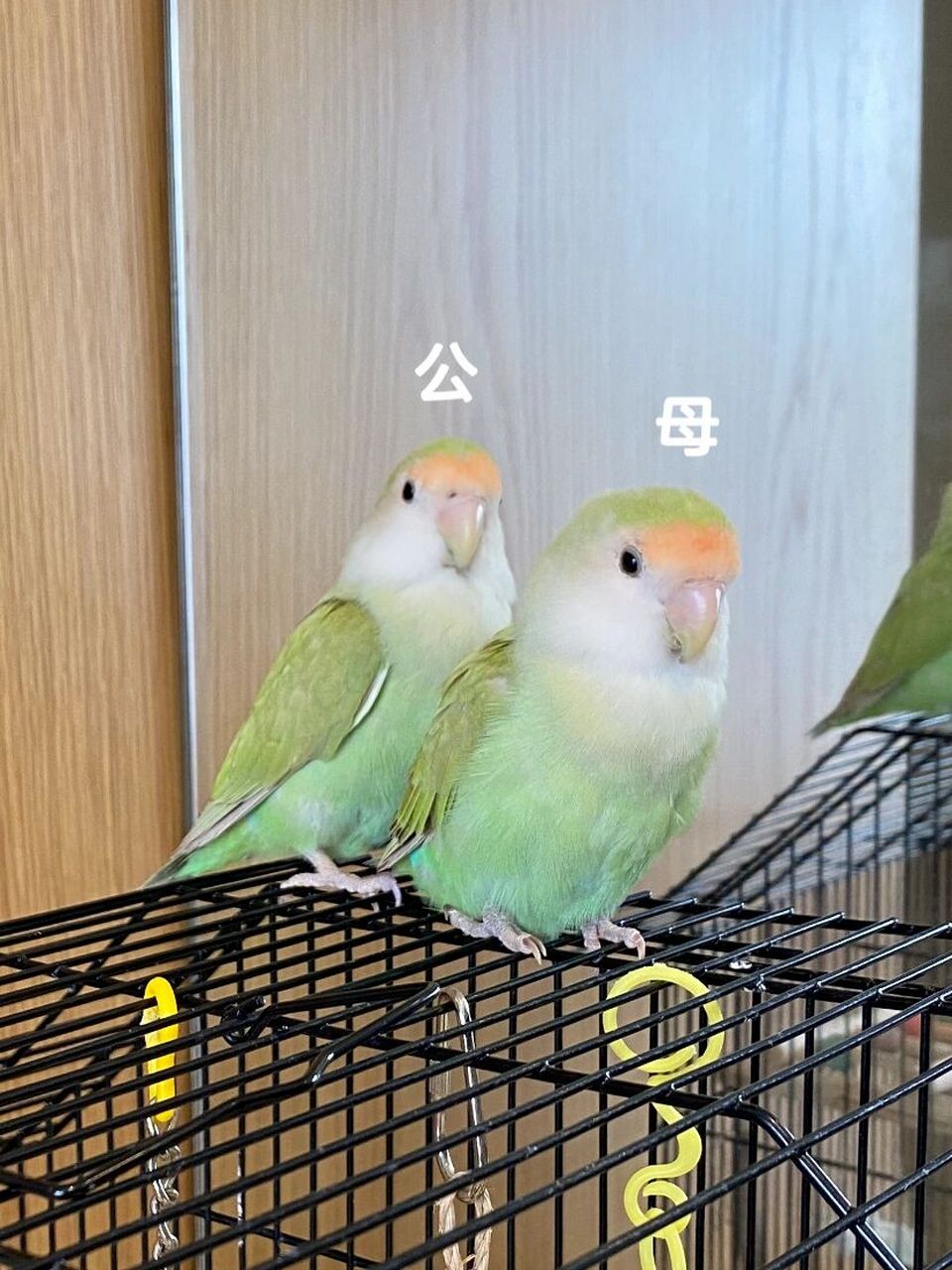 牡丹鹦鹉怎么分公母,我分对了吗?