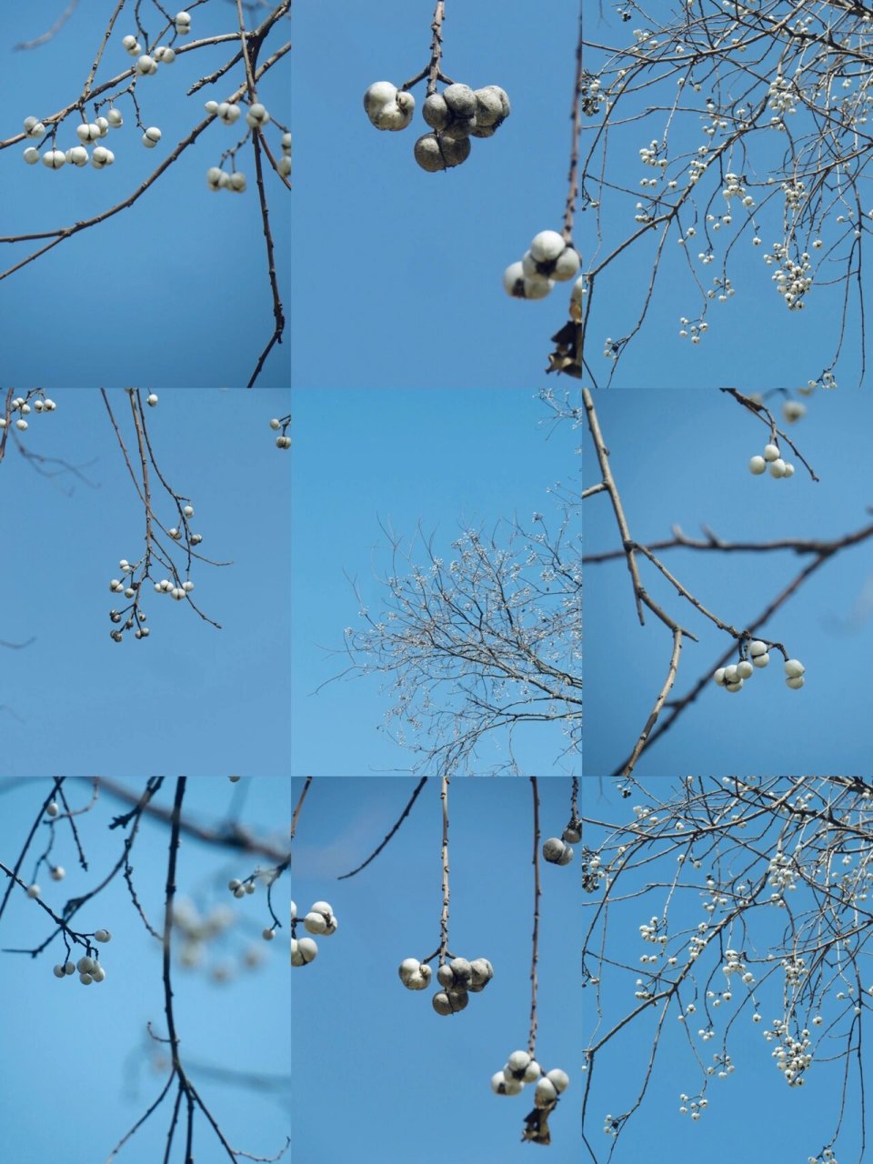 江南一带很多这样的白色小果子的树,远看像花,特意百度了一下原来