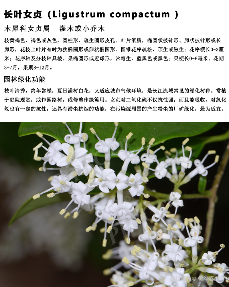 篇05大叶女贞 木犀科女贞属植物,灌木或小乔木,高可达12米;树皮灰褐色