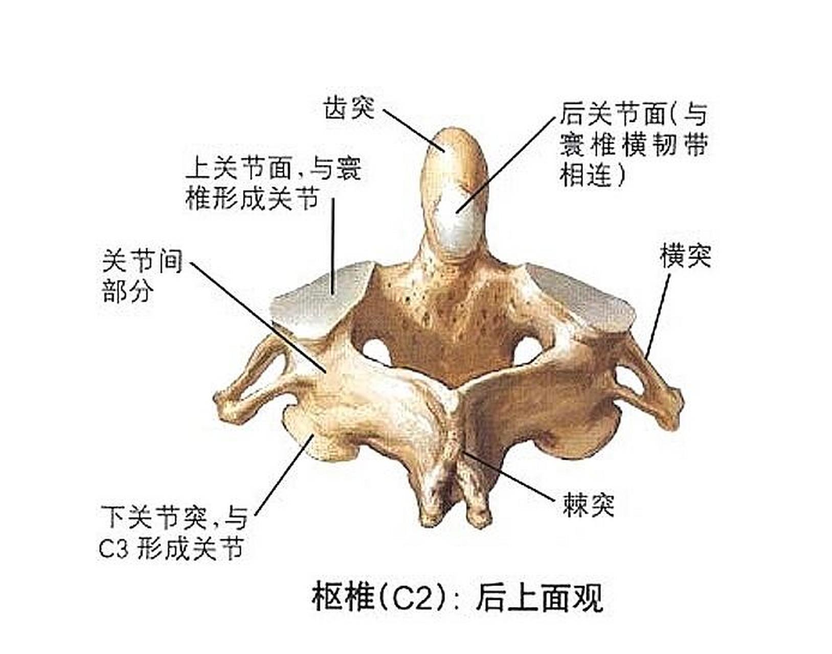 寰枢关节在哪个位置图片