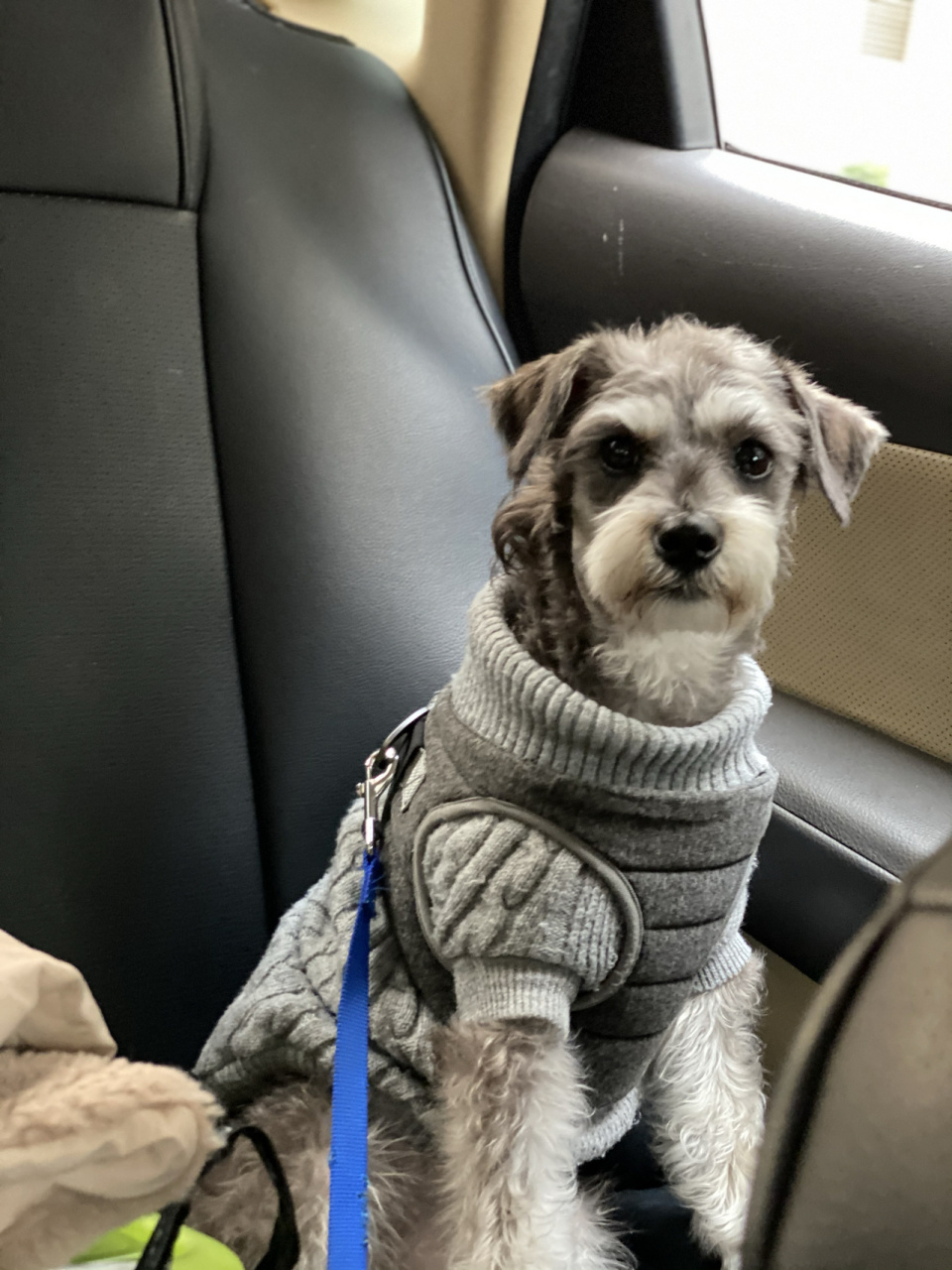 雪纳瑞 椒盐色 变色过程 小时候太丑了,没想到现在会变成一个美女