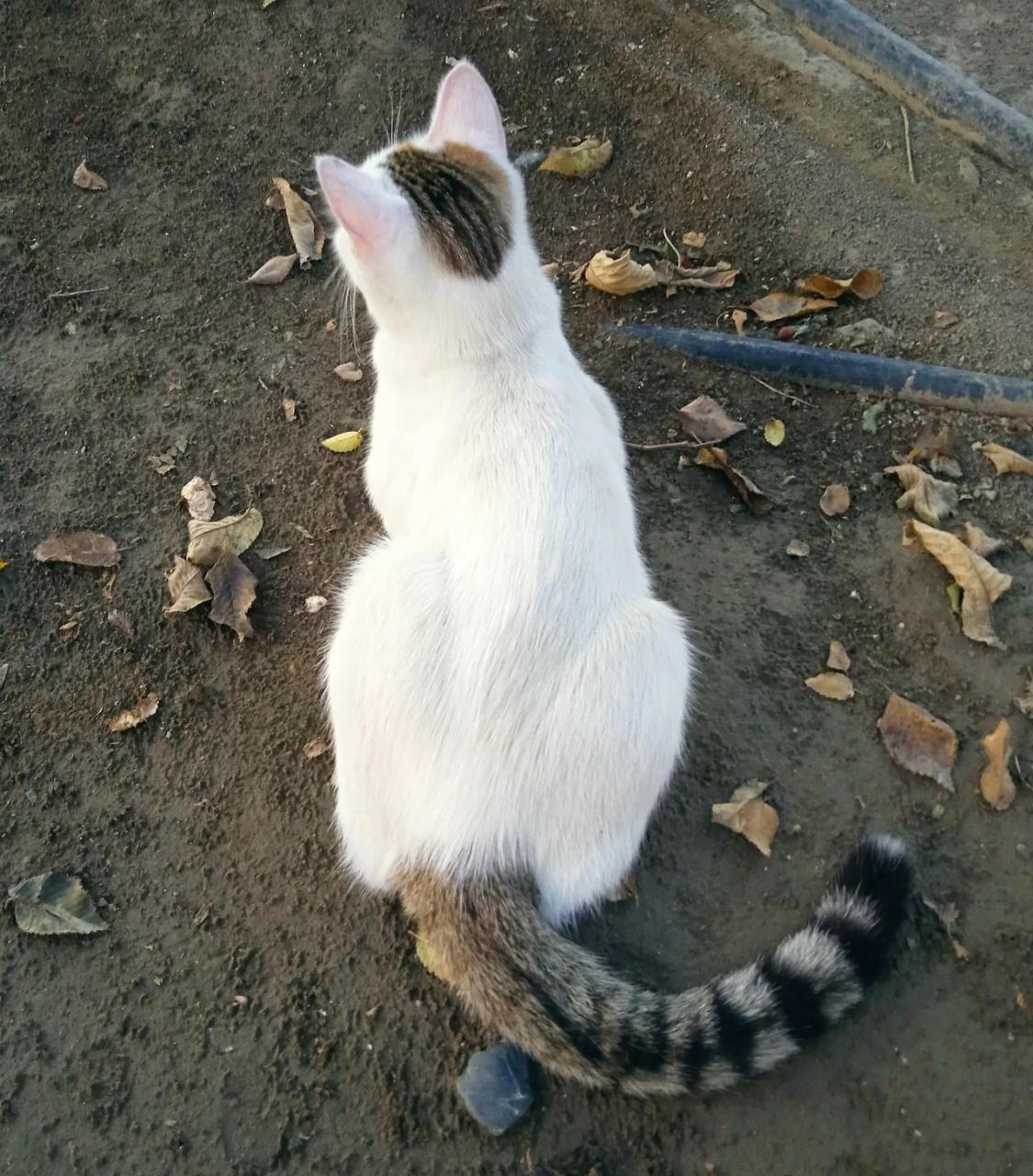 这一看就是好猫,这叫鞭打绣球,头上还有帽帽盖顶,这样的猫在古代叫拖