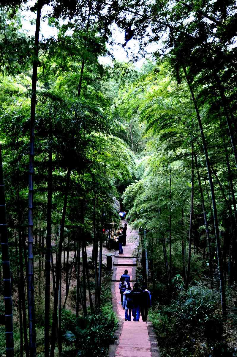 邛崃竹海风景区图片