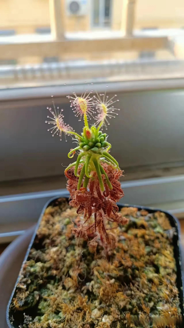 山东花友养的食虫植物捕蝇草和蝎子迷你茅膏菜 还有一个超级大的食虫