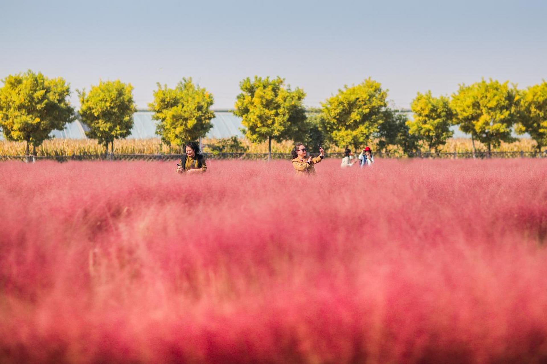 太原头条太原【乡村粉黛红】  10月16日,清徐县徐沟镇西怀远村粉黛乱