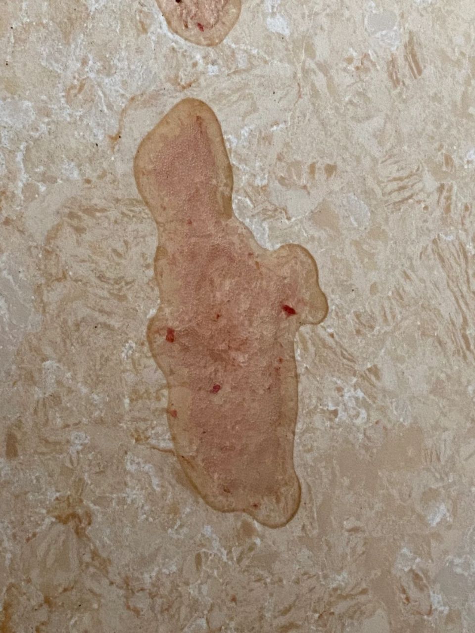 猫吐粉色液体带血和泡沫 夏天如果家里空调不能持续开恒定温度,那就不
