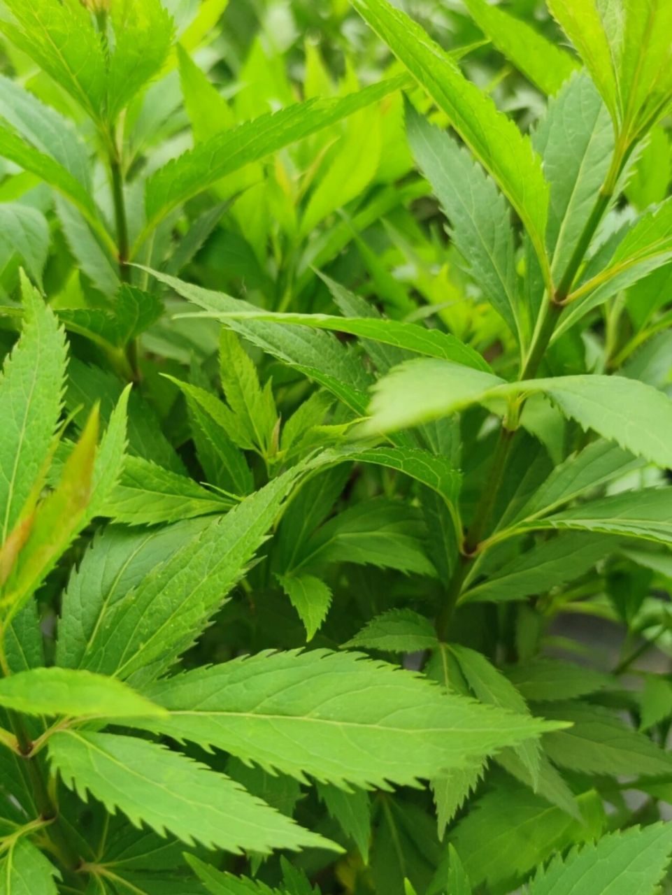 花境植物第22弹——大麻叶泽兰 麻叶泽兰高可达100厘米.