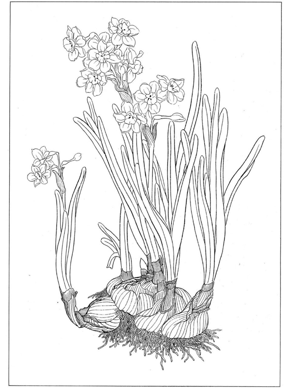 每日艺赏|白描水仙花(一) 中国水仙的原种为唐代从意大利引进,是法国