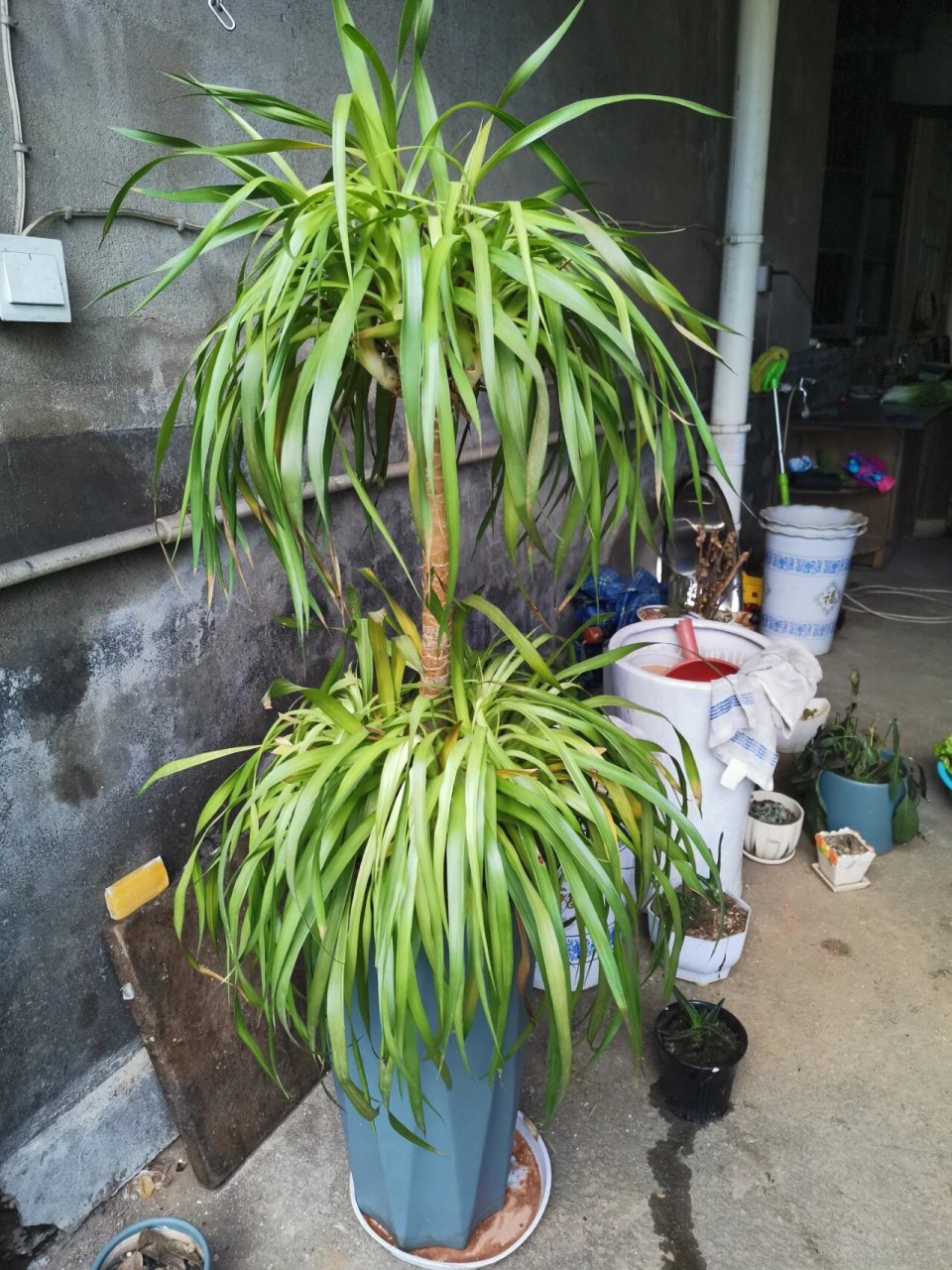 龙血树还有救吗,我妈家里的两颗龙血树,上个月连着两场雪,估计是冻伤