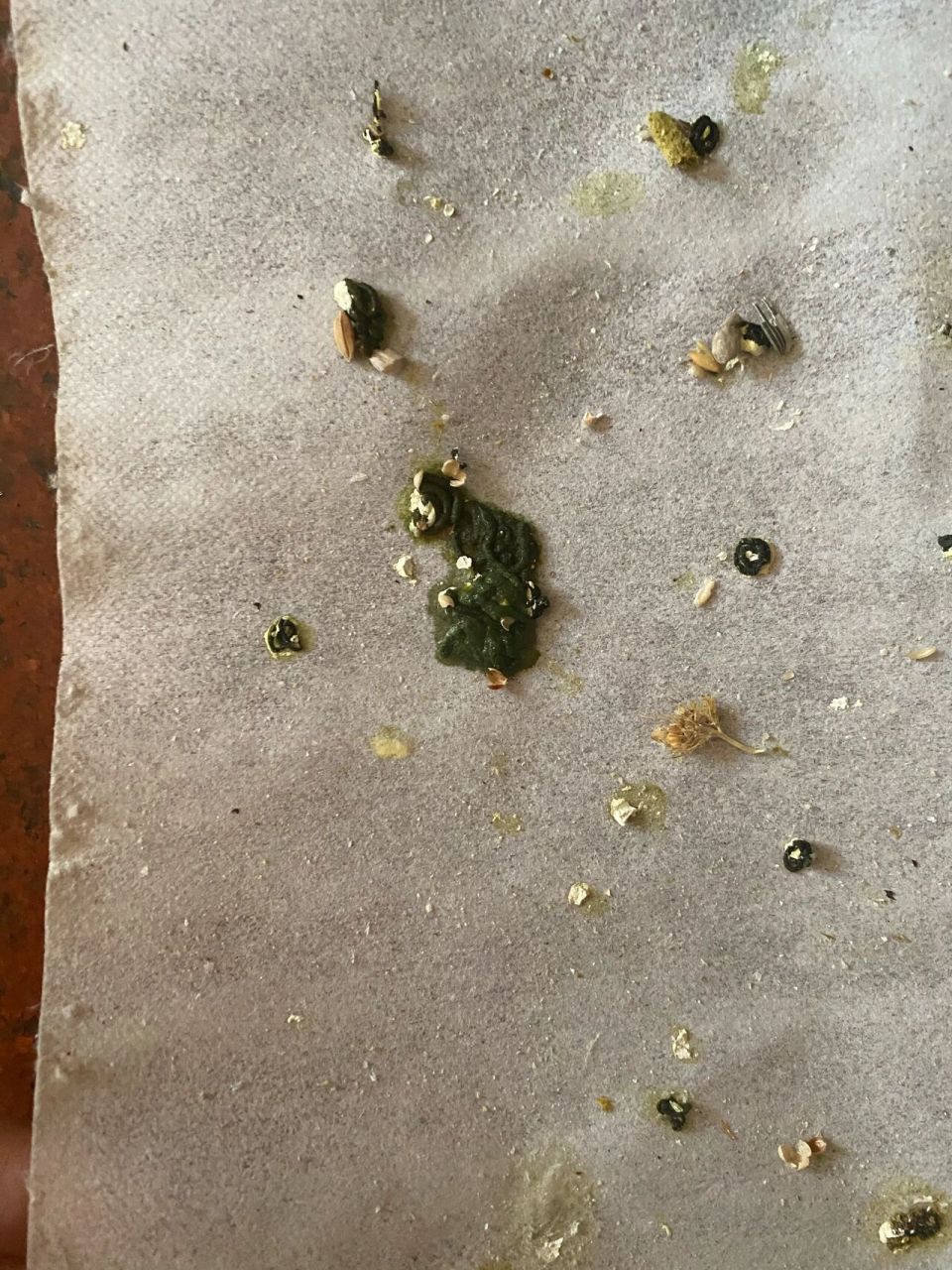 公玄凤拉了好大一坨屎是怎么回事  求助 我家公玄凤拉了好大一坨屎是