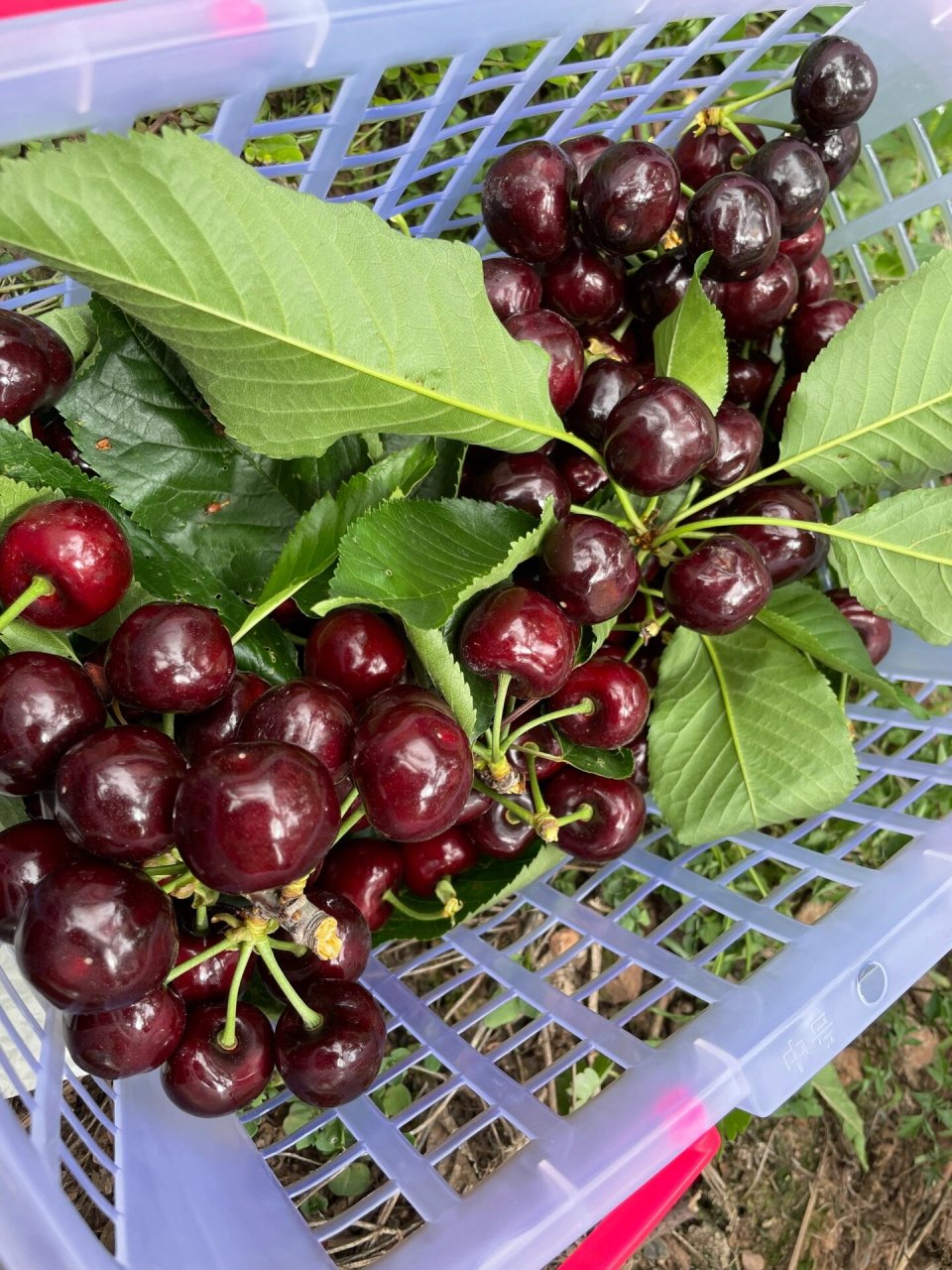 5月20日以后汉源车厘子成熟面