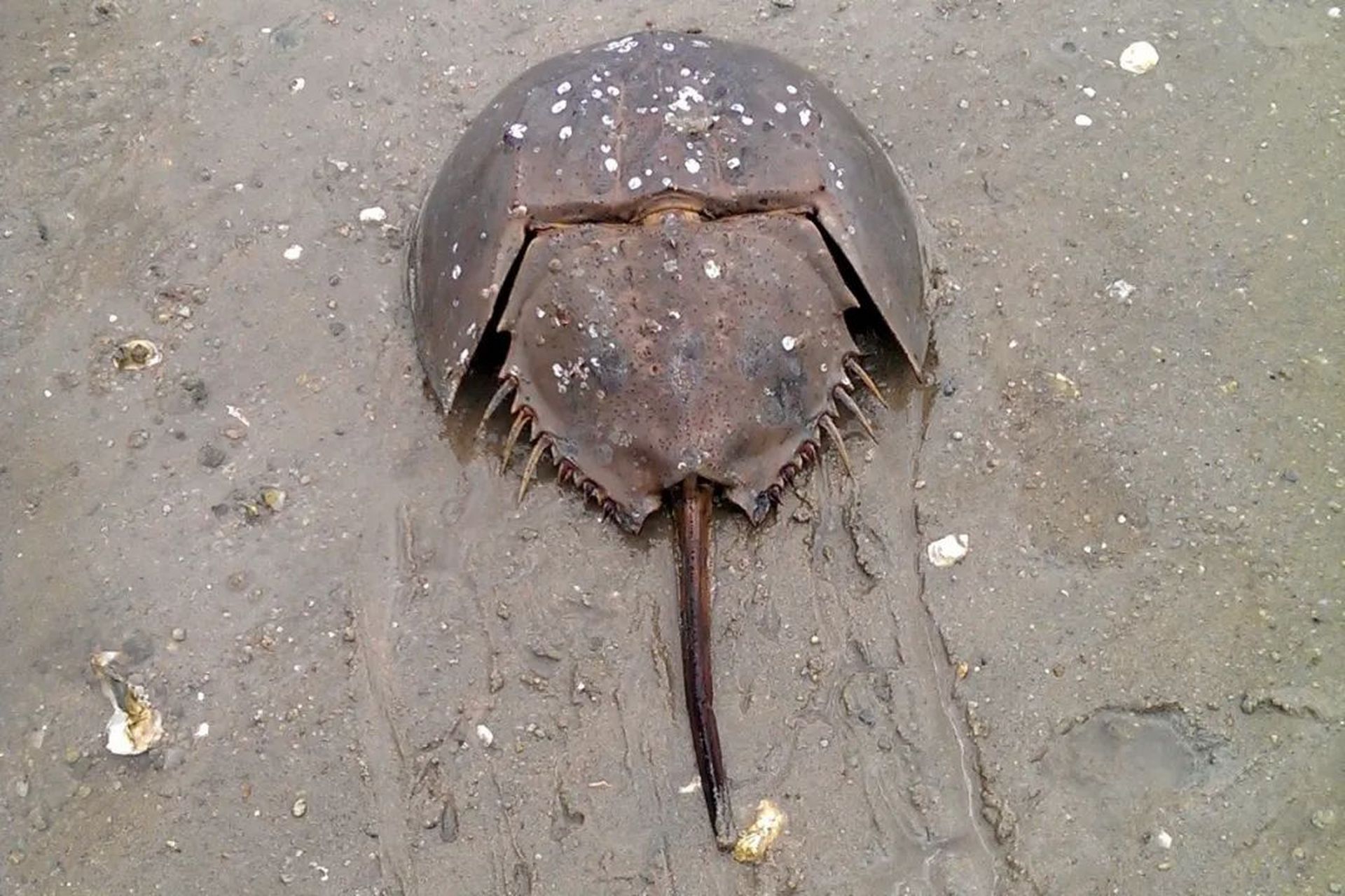 每天学一点丨鲎被列为国家二级保护动物 2019年3月,世界自然保护联盟