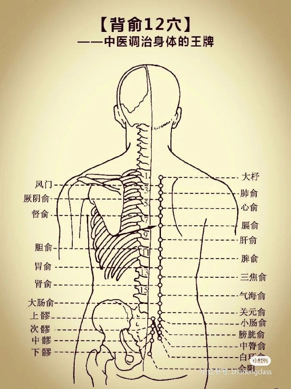 《背俞穴记忆歌诀》 《背俞穴记忆歌诀》 膀胱经背部第一侧线穴位总