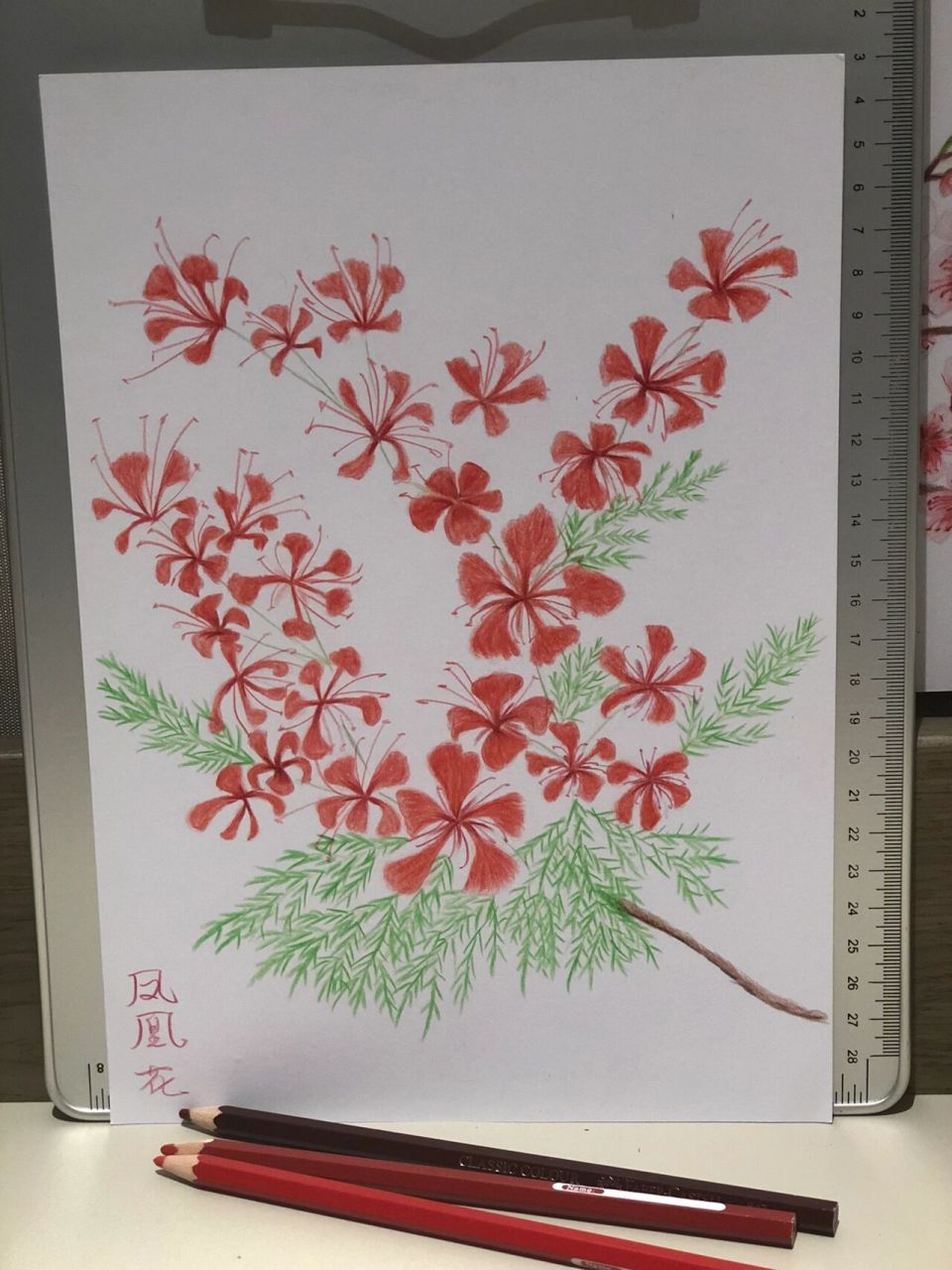 彩铅画-凤凰花 叶如飞凰之羽,花若丹凤之冠.