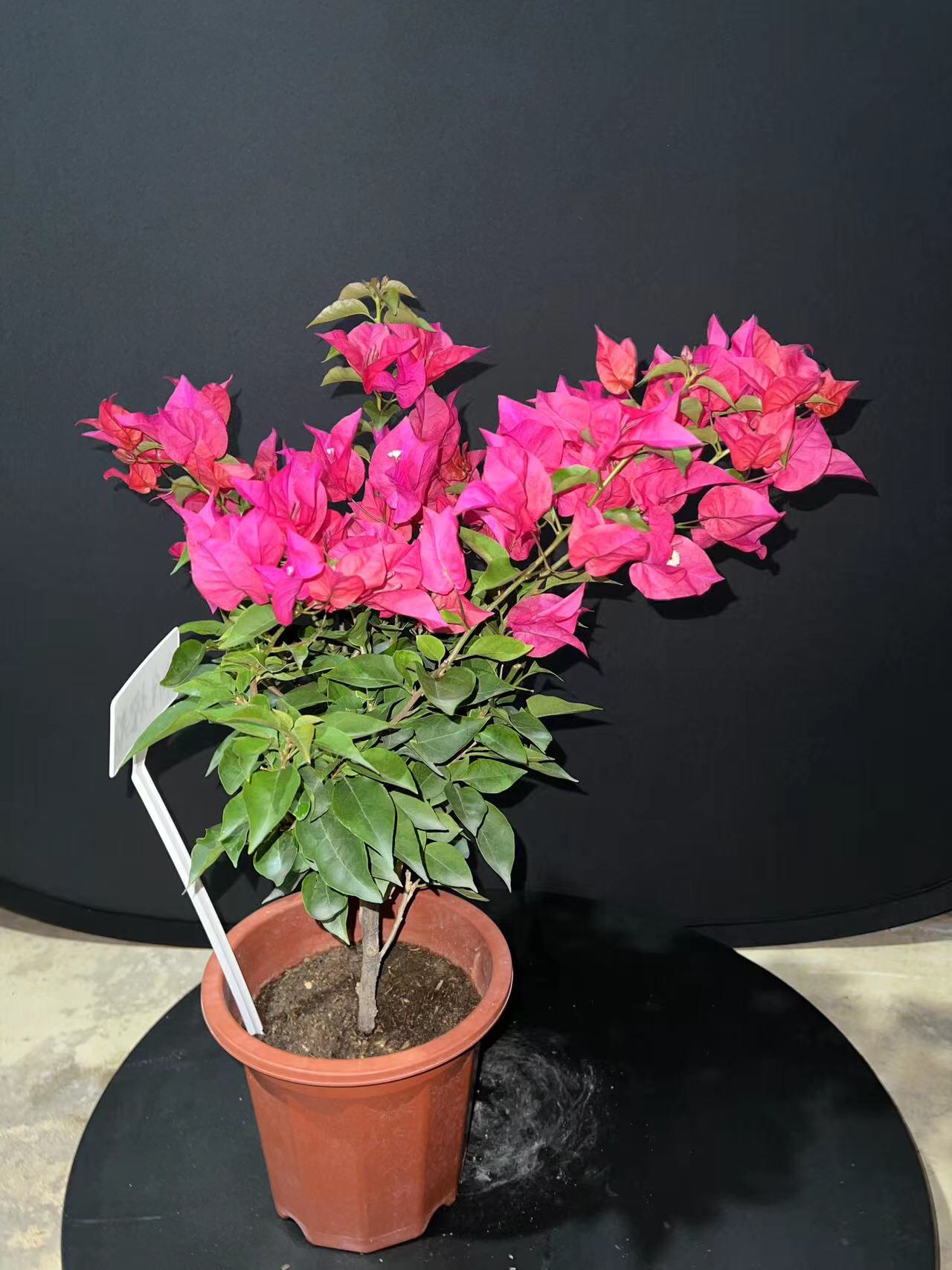 三角梅印度橙粉品种大花科勤花类刚开大红花 三角梅印度橙粉品种大花