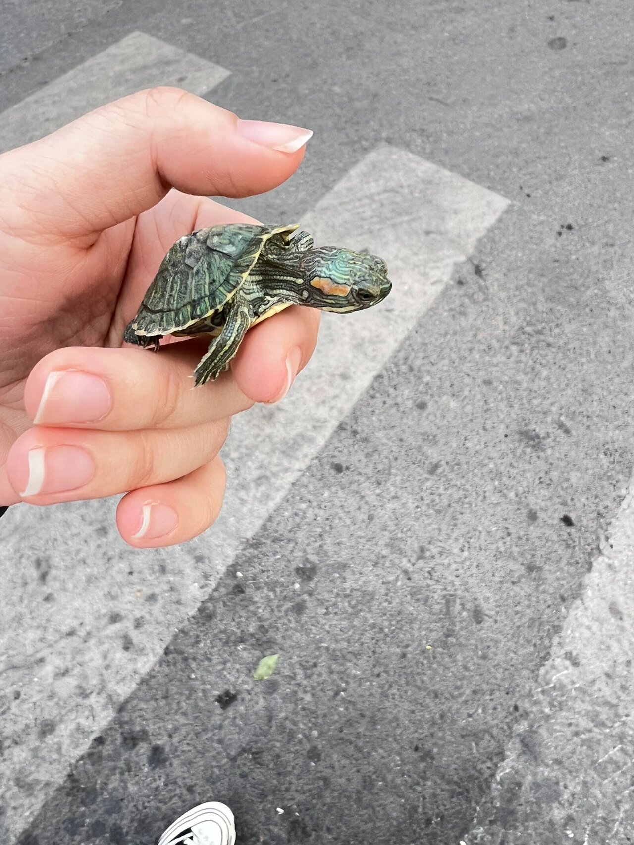 捡到一只小乌龟背上有两块皮快掉了