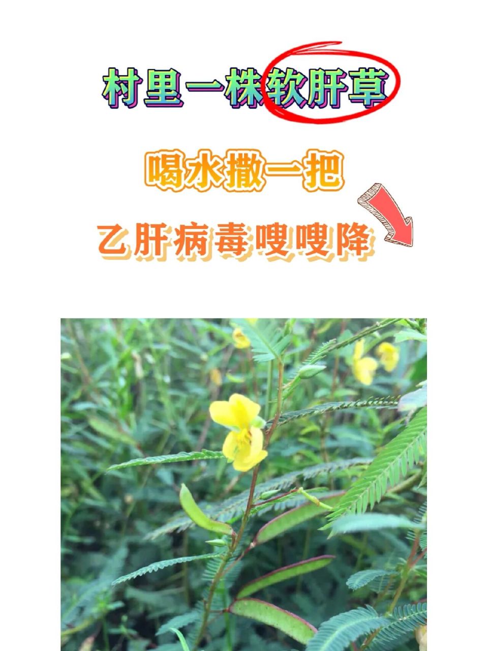 软肝草 用法图片