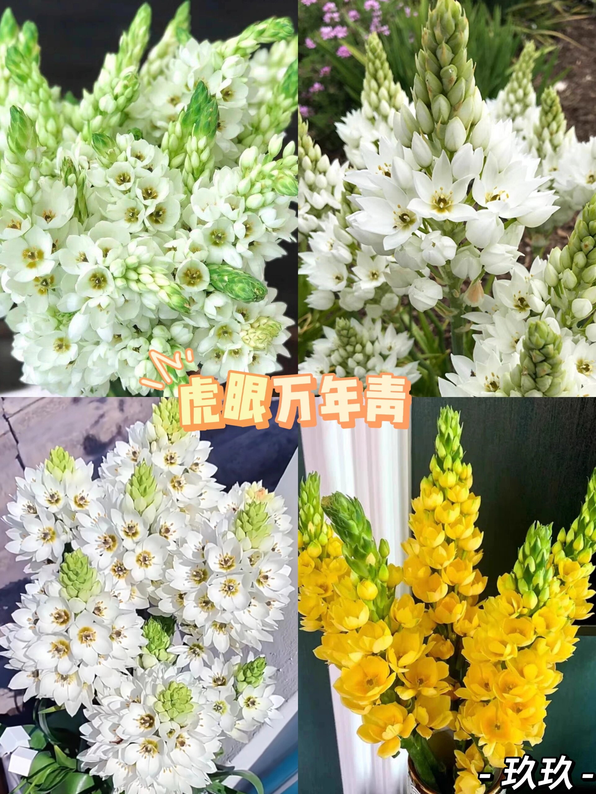 龙眼万年青花图片图片