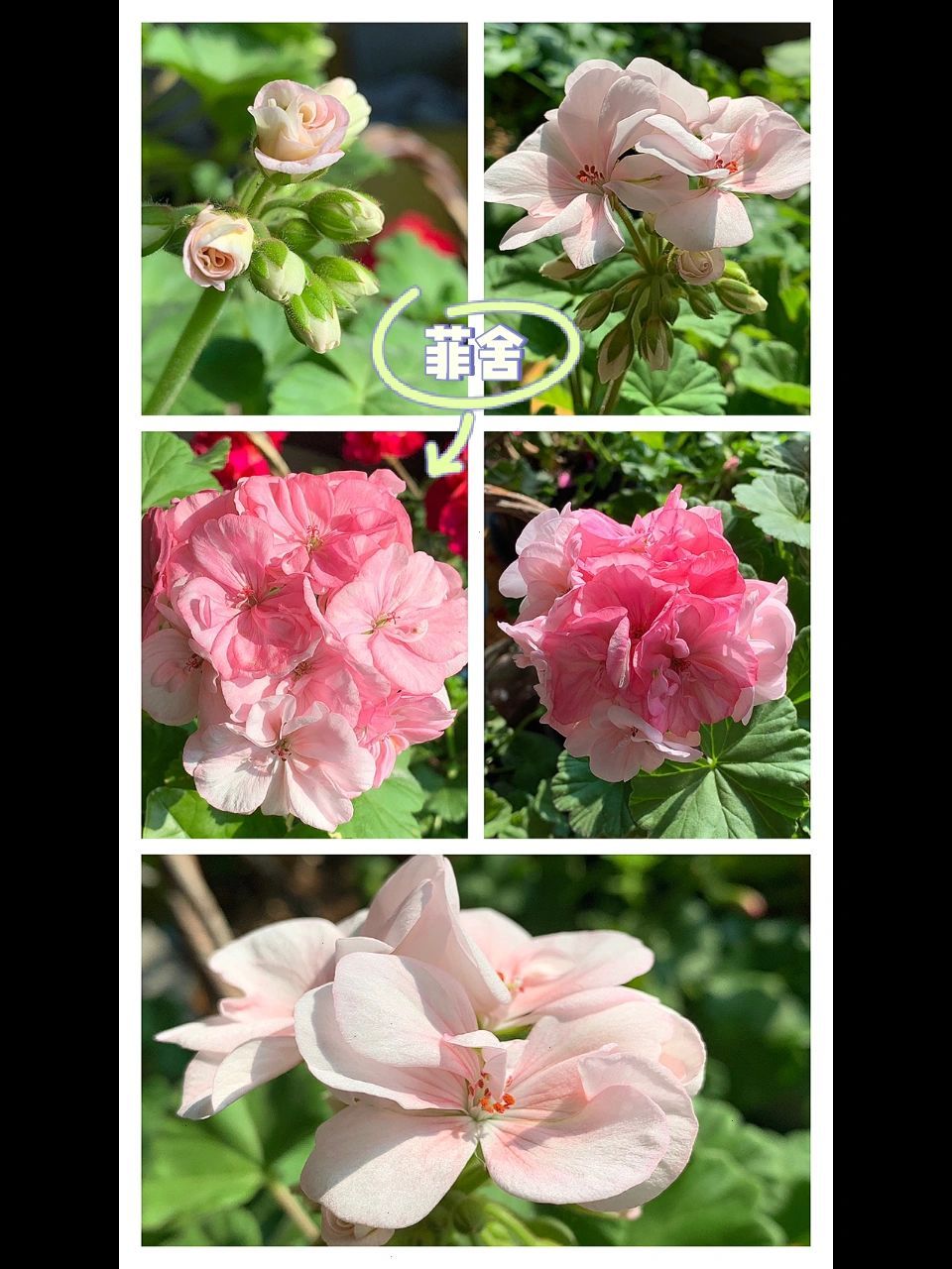 天竺葵丨品种图片及名称(一) 这些都是我这几年养的天竺葵部分品种及