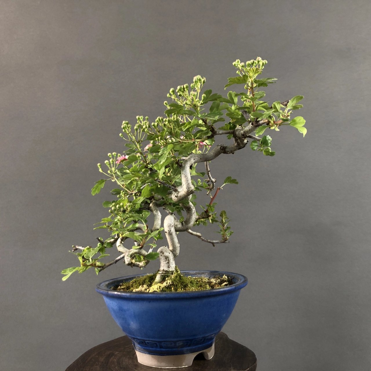 日本进口红花山楂,开红花挂红果 杆体扭曲自然,树形很好 #盆景# #进口