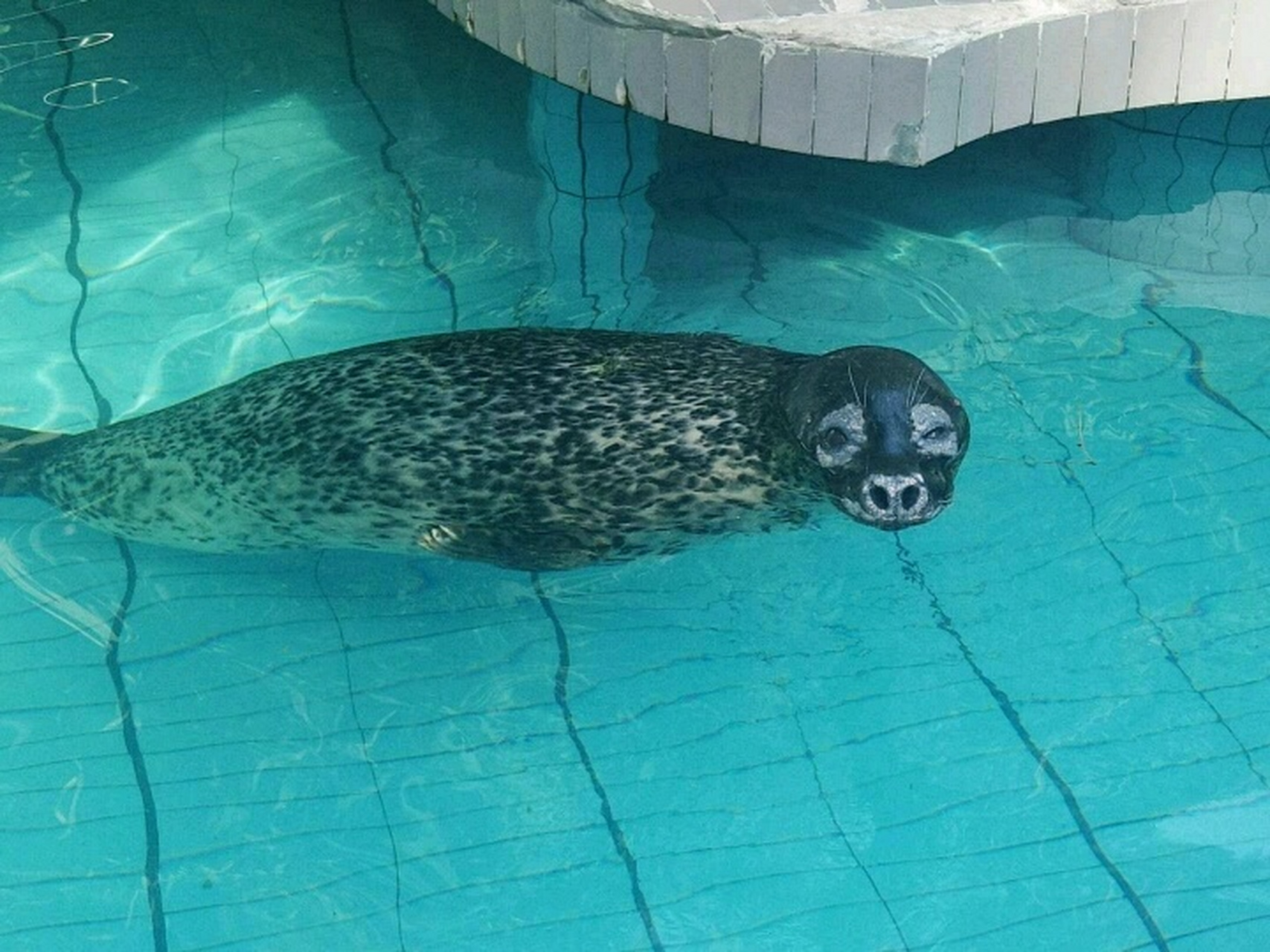 02去动物园看了海豹,呆萌呆萌的～ #超萌的# #超萌的