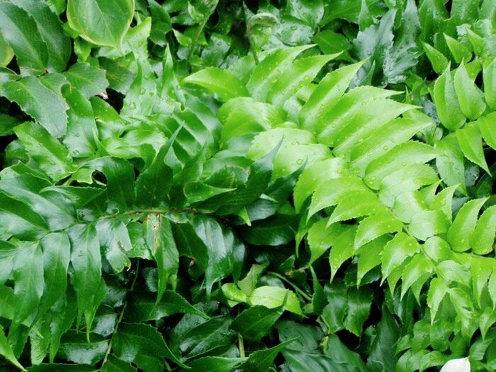 贯众蕨 贯众为中药名,是鳞毛蕨科粗茎鳞毛蕨的根茎及叶柄残基.