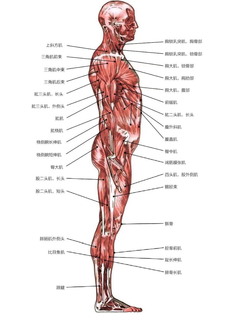 人体肌肉骨骼分布图
