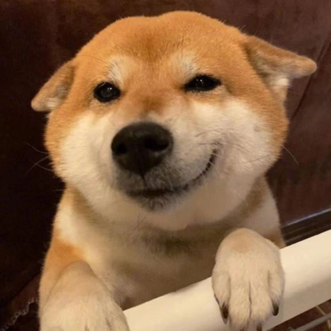 可爱修狗头像,太爱了你喜欢的我都有,喜欢的宝宝找我拿图哦