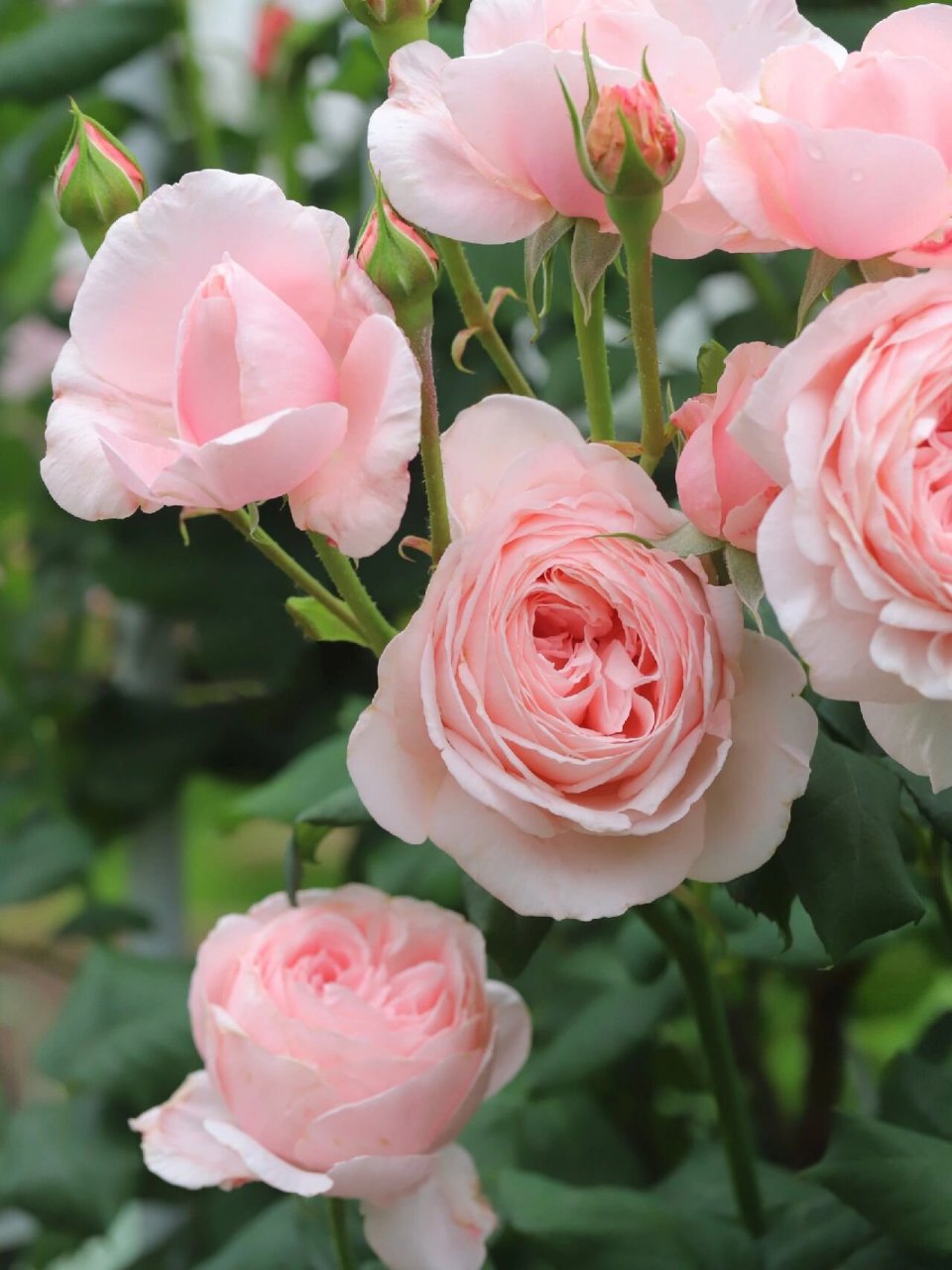 浓香不垂头的粉色藤本月季——娜荷马 娜荷马,1991年法国培育的一款