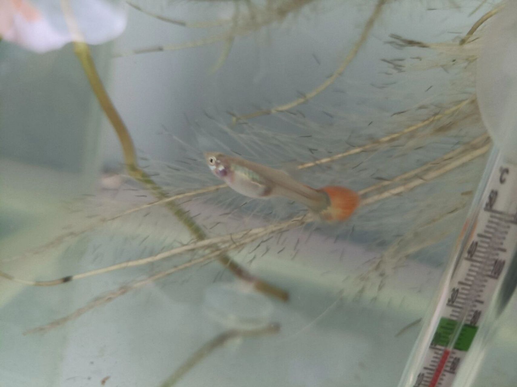 孔雀鱼腮发红,这是怎么了呢 另外麻烦各位大佬帮我看下怀孕了吗?