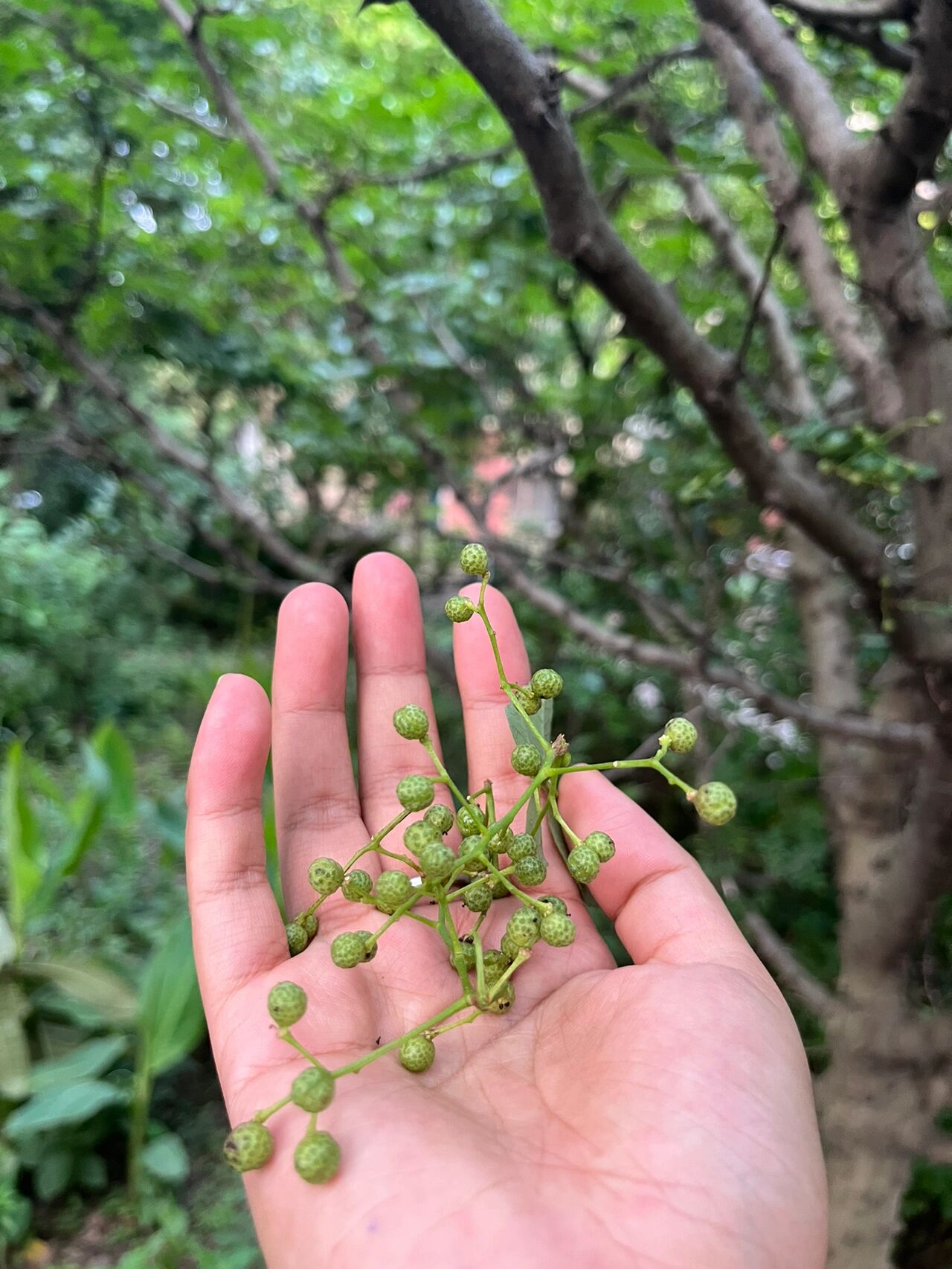 上海老小区里的植物有多宝藏之青花椒树