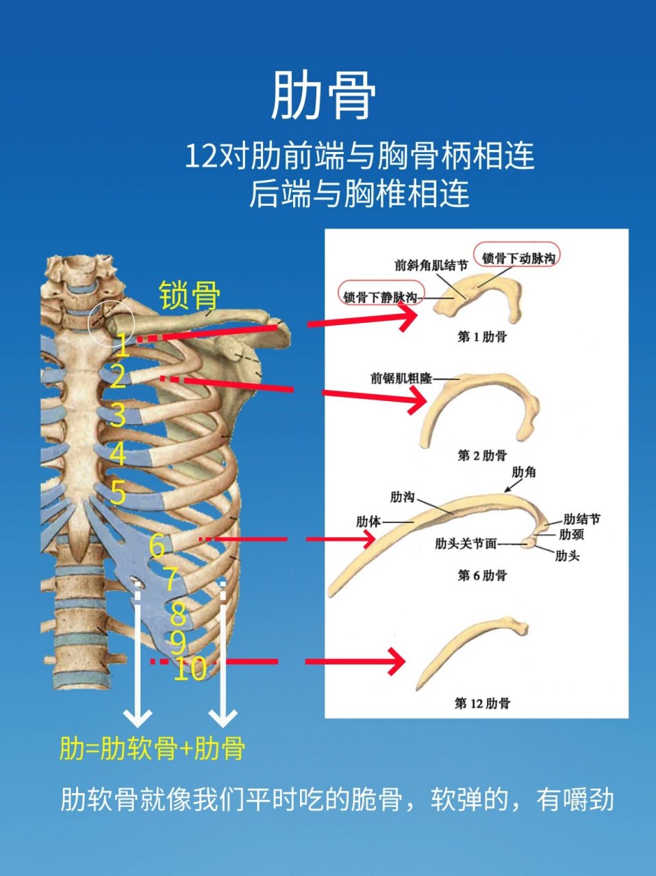 肋椎关节解剖图图片