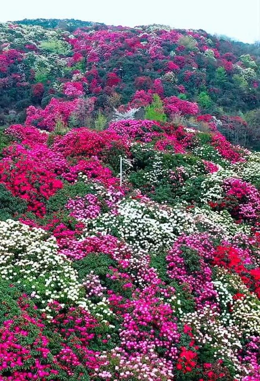 贵州百里杜鹃花海的最佳观赏时间为3月中旬至5月上旬,其中4月中旬至