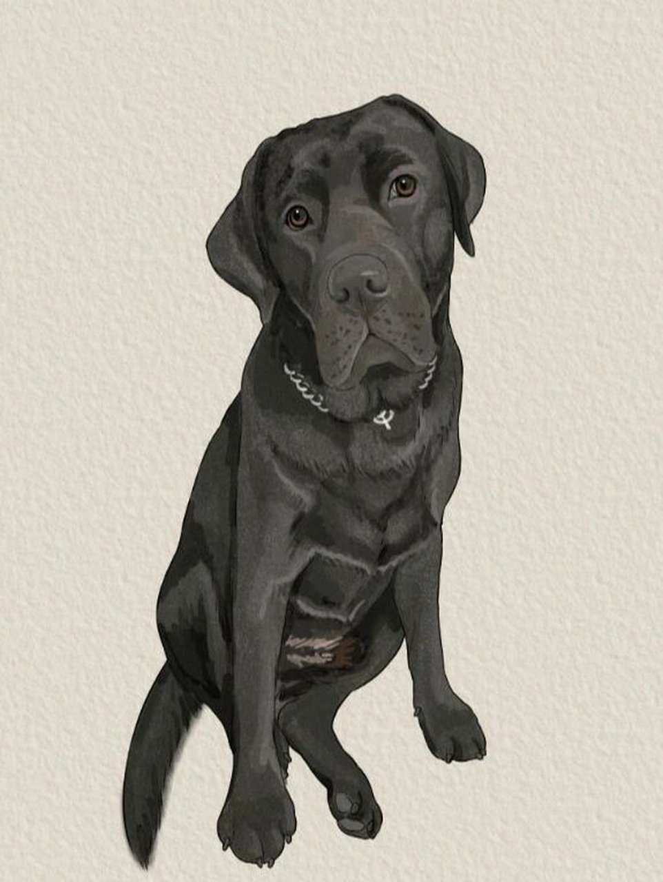 团长手绘|小狗绘制过程~可爱黑色拉多 黑色拉布拉多绘制过程 1.