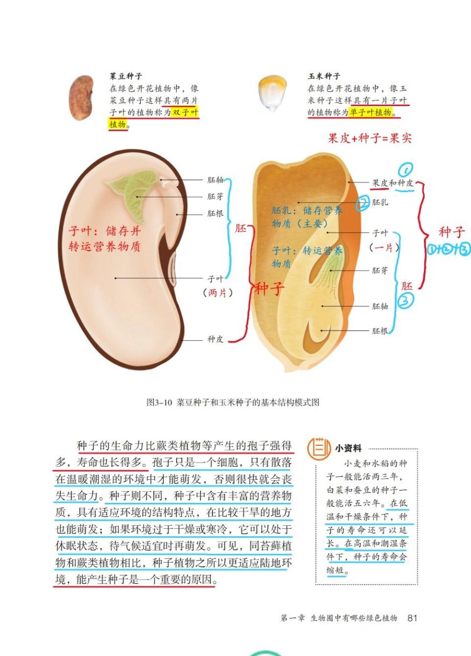 说出种子的主要结构.描述菜豆种子和玉米种子的相同点和不同点. 2.