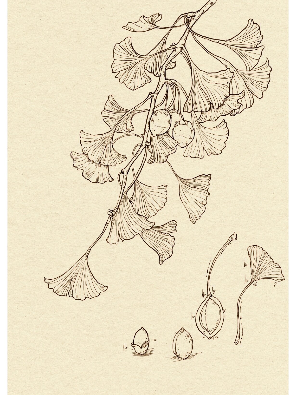 银杏 | 一叶知秋一叶暴富