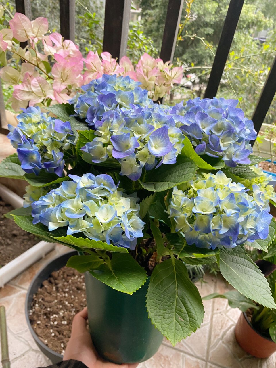 它的名字叫夕颜 重庆这几天又开启过冬模式 本地的绣球都是光秃秃的刚