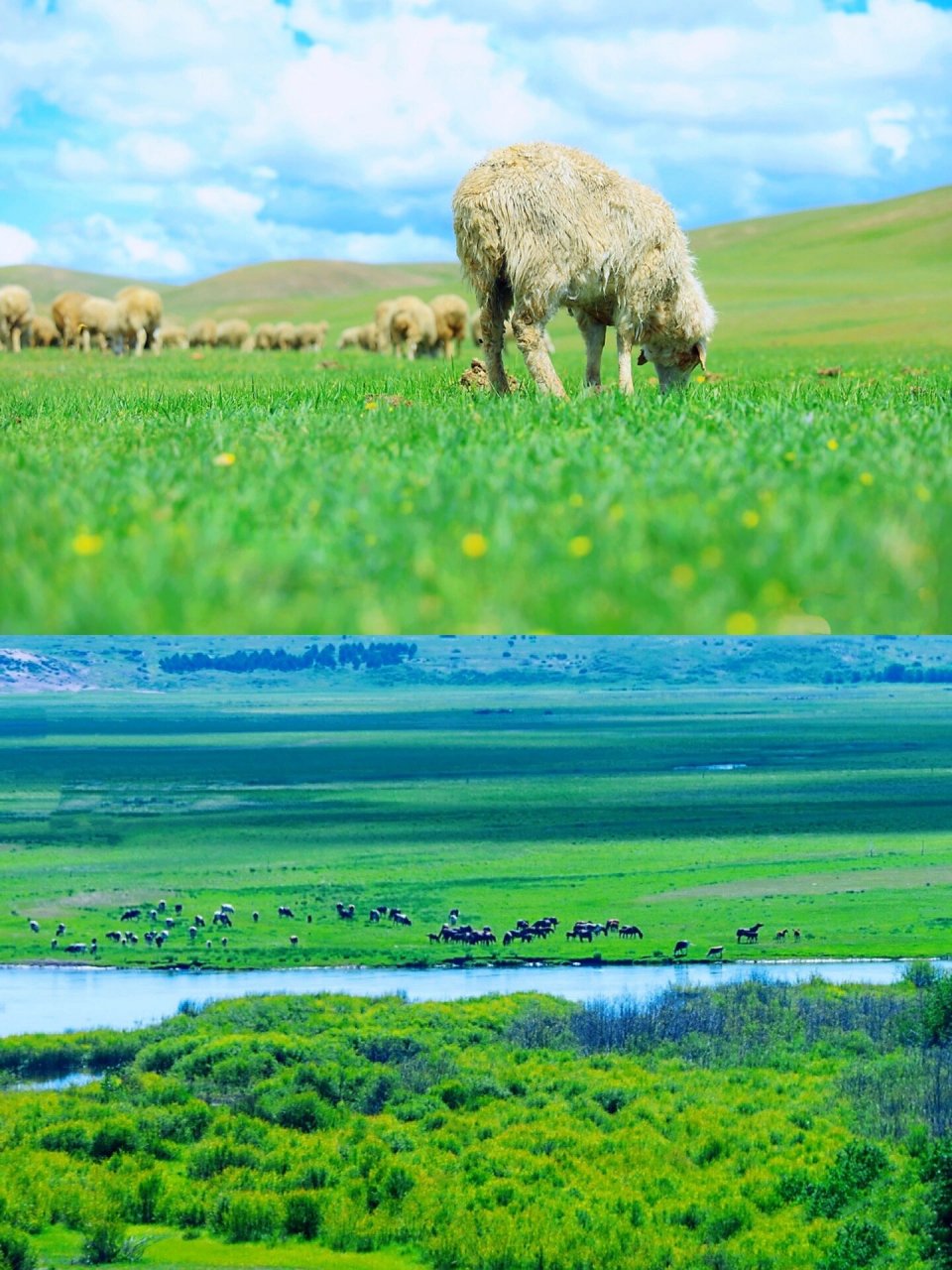 96呼伦贝尔大草原最美风景代表 939969♀15太极八卦—乌兰