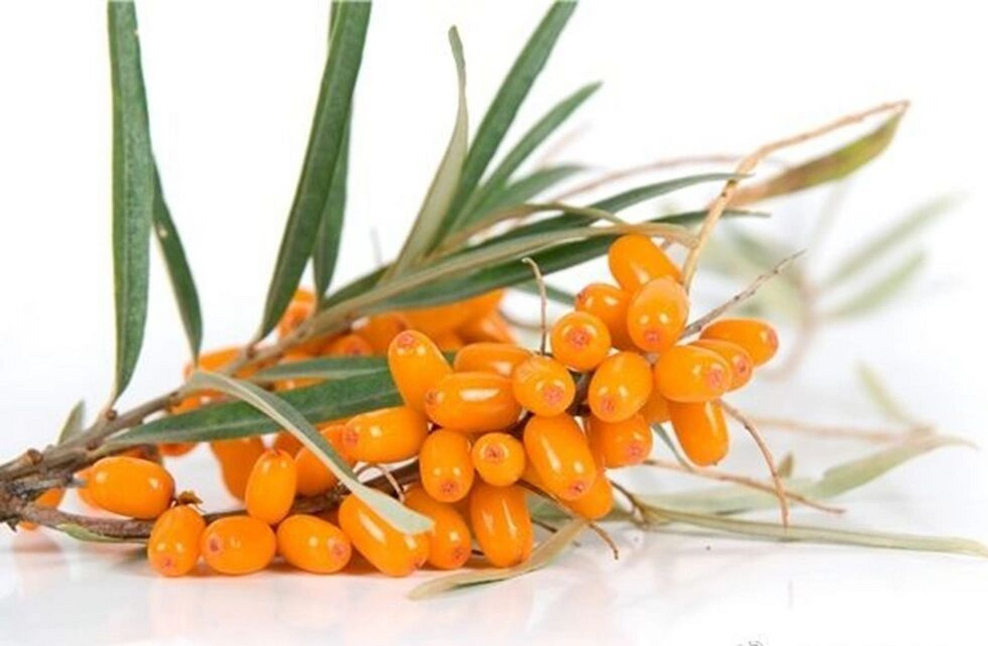 新疆特产|树上黄金--沙棘99 78沙棘,又名醋柳果,酸刺果,在地球上