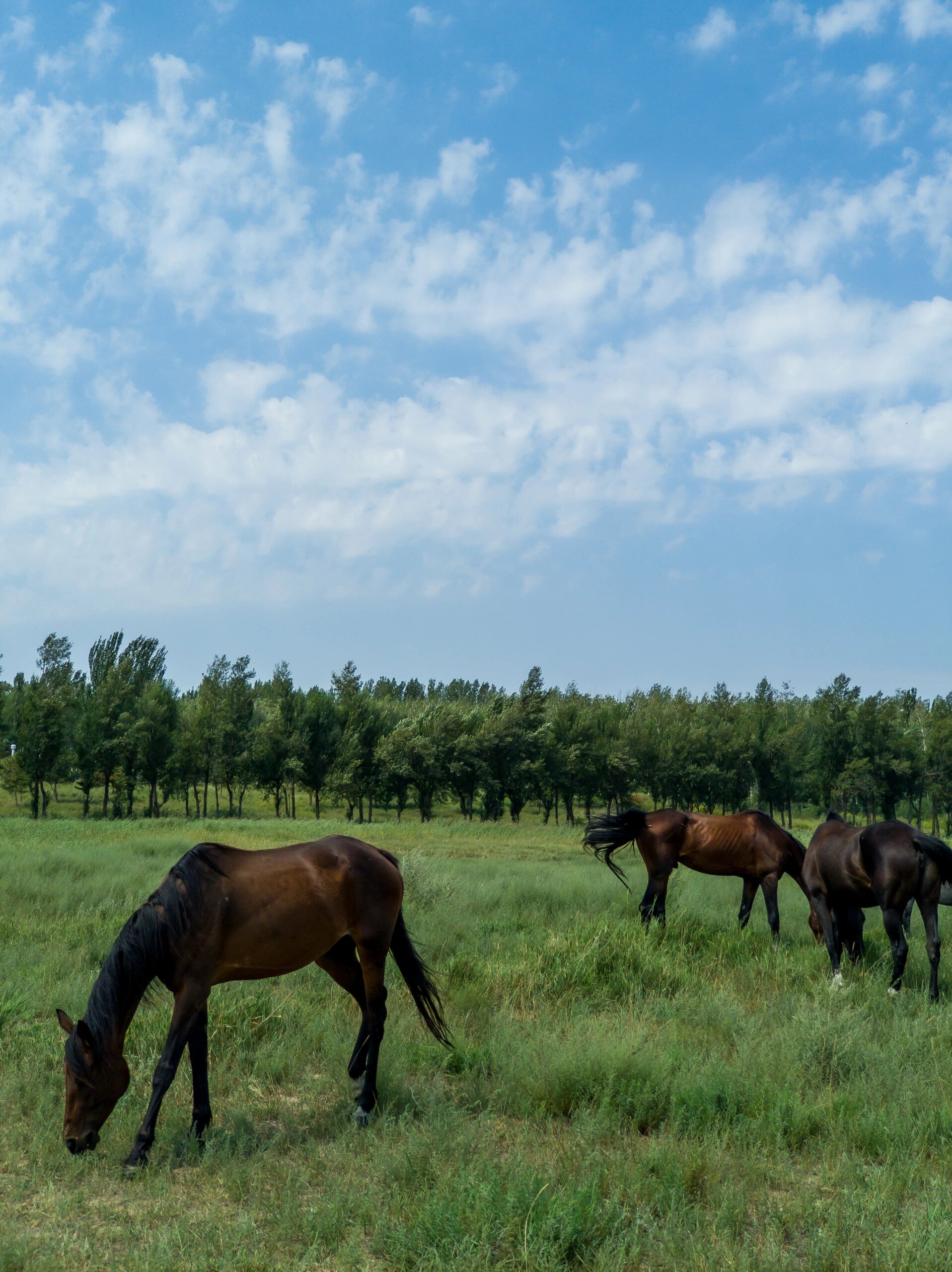 赛汗塔拉 与市区0距离的草原