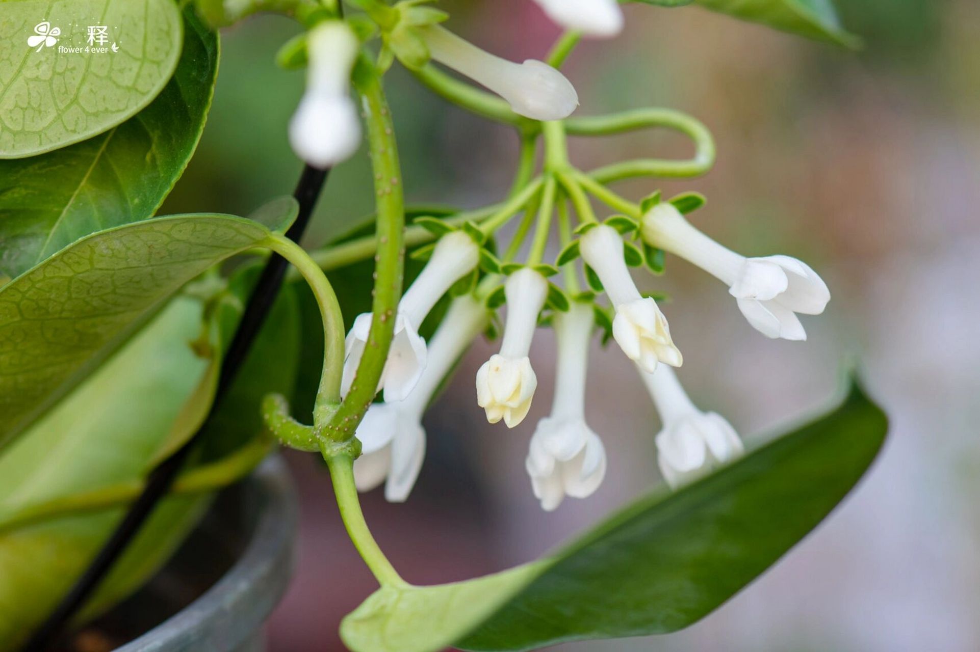 发现马达加斯加茉莉开花性太强了,只要温度 发现马达加斯加茉莉开花性
