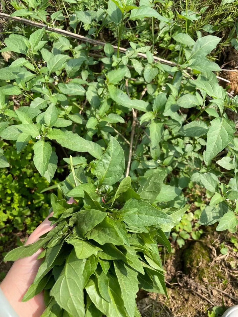 今天路遇白花菜,又称龙葵草,是广东人最爱的野菜之一,具有清热解毒,利
