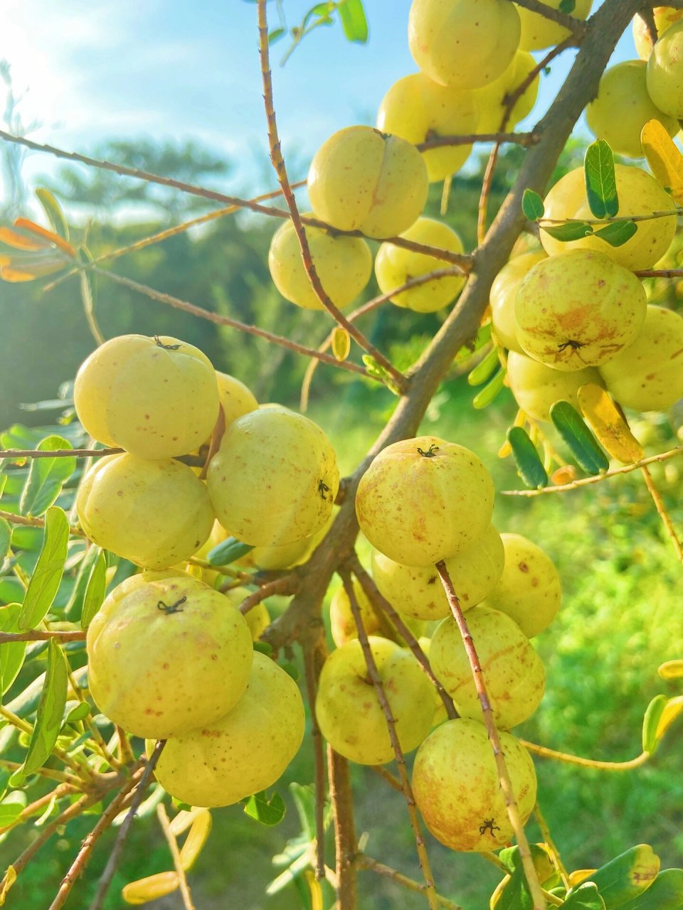 潮汕经典特产,油甘 油甘果,又称油甘子 有生津清热降火的功效 入口