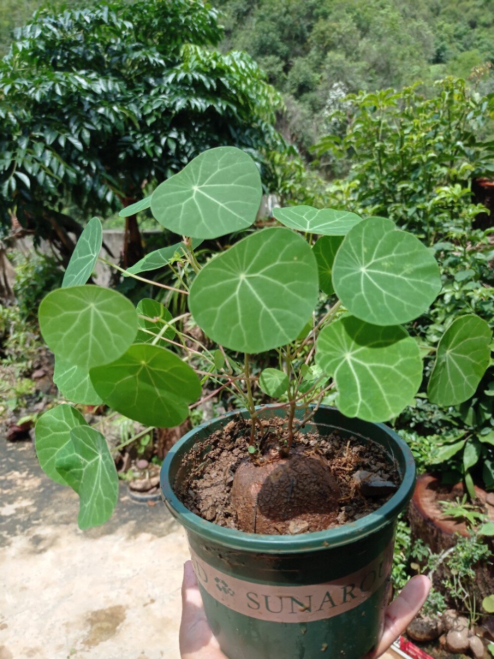 两个不同品种山乌龟 最好种的植物