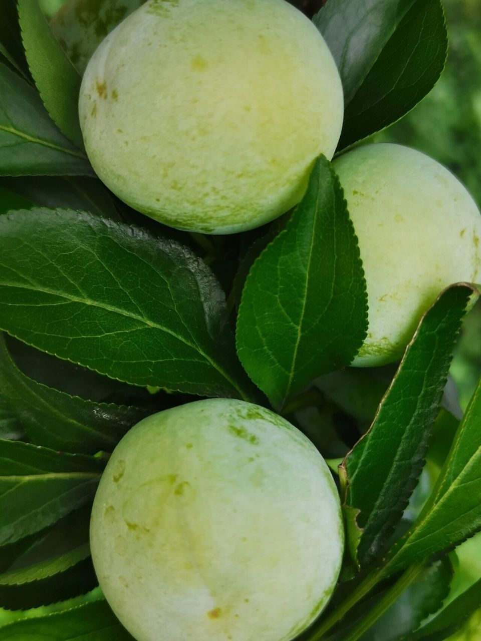 我家乡的沿河空心李,真的非常好吃,很甜又脆,不像其他李子是酸的 软了