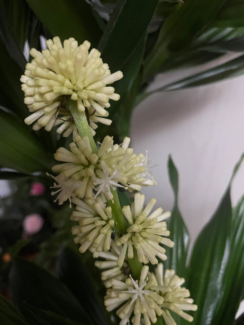 太阳神(密叶朱蕉)开花 2022.11.29太阳神开花的样子.